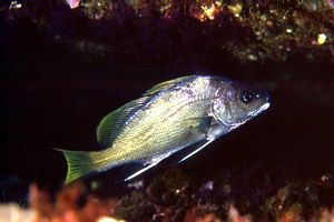 Corvina (Sciaena umbra)