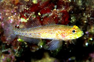 Ghiozzo dorato (Gobius auratus)