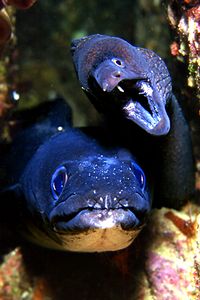 Grongo (Conger conger)