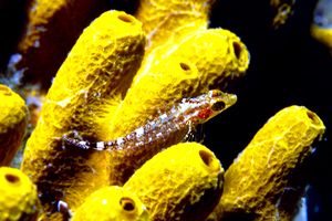 Peperoncino giallo (Tripterygion delaisi)