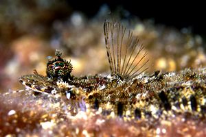 Rombo peloso (Phrynorhombus regius)