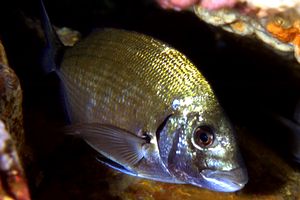 Sarago maggiore (Diplodus sargus sargus)