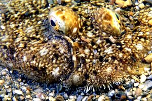 Sogliola (Solea solea)