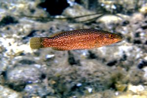 Tordo (Labrus viridis)