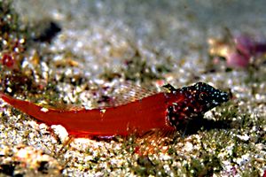 Peperoncino minore (Tripterygion melanurus)