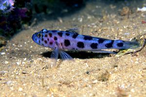 Ghiozzo leopardo (Thorogobius ephippiatus)
