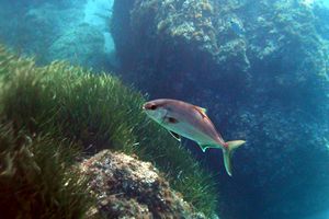 Ricciola (Seriola dumerili)