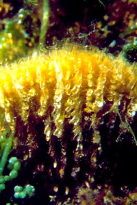 Pinna comune (Pinna nobilis)