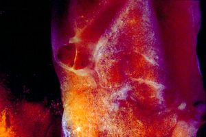 Spugna (Spirastrella scunctatrix)