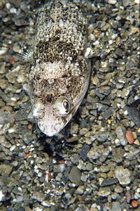 Pesce lucertola (Synodus saurus)