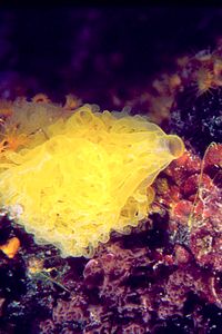 Spugna gialla (Clathrina clathrus)