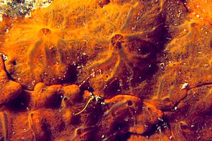 Spugna rossa (Spirastrella cunctatrix)