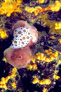 Vacchetta di mare (Discodoris atromaculata)