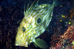 Pesce san pietro (Zeus faber)