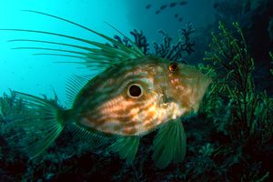 Pesce san pietro (Zeus faber)