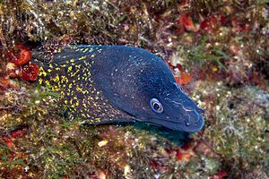 Murena (Muraena helena)