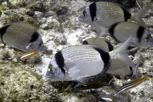 Sarago fasciato (Diplodus vulgaris)