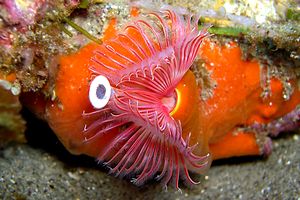 Serpula (Serpula vermicularis)