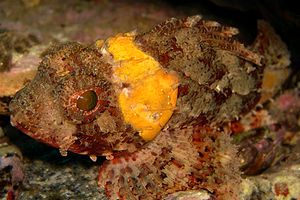 Scorfanotto (Scorpaena notata)