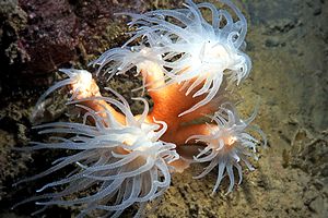 Dendrofillia (Dendrophyllia ramea)