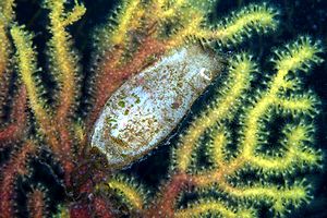 Gattuccio (Scyliorhinus sp.)