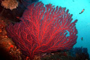 Gorgonia rossa (Paramuricea clavata)