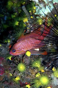 Castagnola rossa (Anthias anthias)