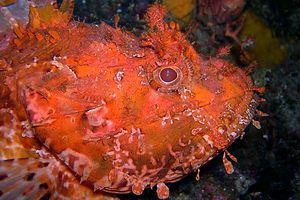 Scorfano rosso (Scorpaena scrofa)