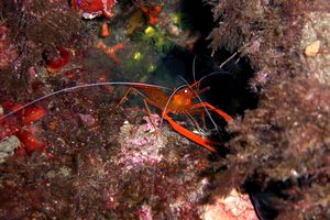 Gambero meccanico (Stenopus spinosus)