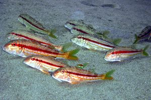 Triglia di scoglio (Mullus surmuletus)