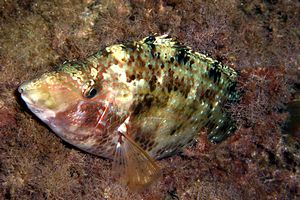 Tordo pavone (Symphodus tinca)