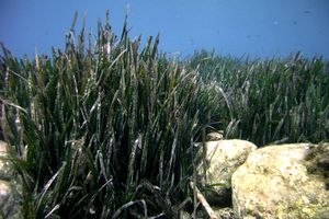 Posidonia (Posidonia oceanica)