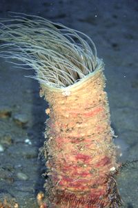 Cerianto (Cerianthus membranaceus)