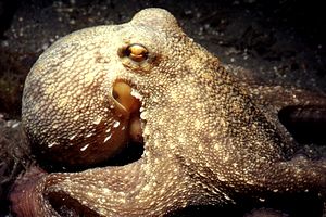 Polpo comune (Octopus vulgaris)