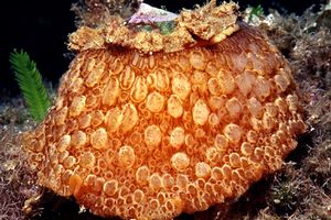 Lumaca ad ombrello (Umbraculum umbraculum)