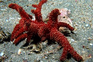 Mano di morto (Alcyonium acaule)