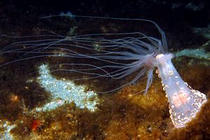 Attinia alice (Alicia mirabilis)