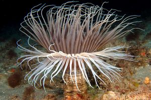 Cerianto (Cerianthus membranaceus)