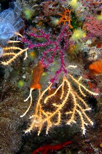 Gorgonia rossa falsa (Parerythropodium coralloides)