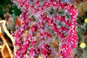 Gorgonia rossa falsa (Parerythropodium coralloides)