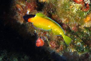 Peperoncino giallo (Trypterigion delaisi)