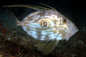 Pesce san pietro (Zeus faber)