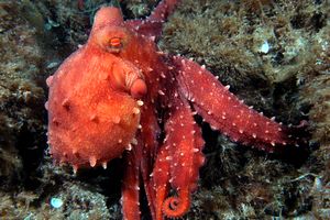 Polpessa (Octopus macropus)