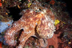 Polpo comune (Octopus vulgaris)