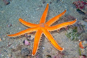 Luidia cigliata (Luidia ciliaris)