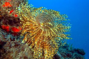 Spirografo (Sabella spallanzanii)