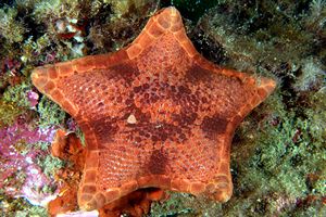 Stella pentagono (Peltaster placenta)