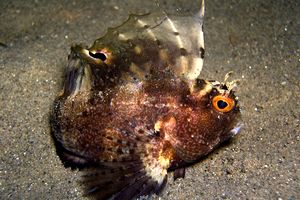 Bavosa occhiuta (Blennius ocellaris)