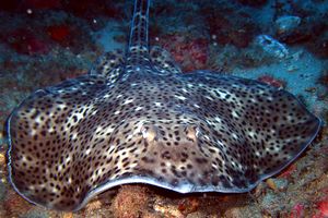 Razza (Raja montagui)