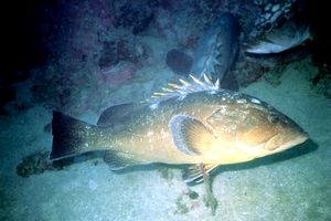 Cernia bruna (Epinephelus marginatus)